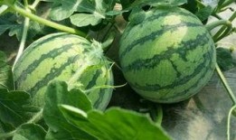 吃瓜要用什么昵称,揭秘吃瓜必备昵称大揭秘