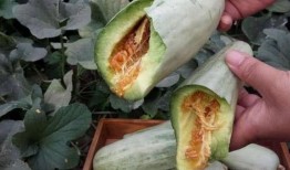 孕妇梦到吃野瓜,孕妇梦到吃野瓜的寓意与启示