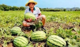 青岛路边吃瓜,夏日休闲新风尚