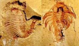 吃瓜的仙鹤,揭秘神秘仙界的悠闲生活