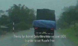 怪物吃瓜视频大全,趣味视频大全集锦