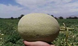 中秋吃大瓜,大瓜盛宴共享欢乐时光