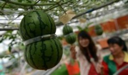 异形吃瓜不,揭秘吃瓜背后的神秘力量