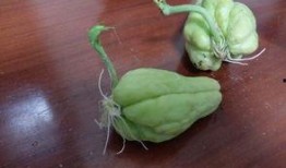 买佛手瓜吃,探索健康美味的绿色佳肴