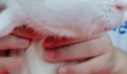 老猪吃瓜顶呱呱,趣味横生的乡村生活画卷