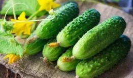 春吃芽夏吃瓜的作用,顺应时节的养生之道