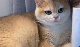 沉浸式猫吃瓜,一场猫主子吃瓜的欢乐盛宴