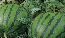 吃瓜就得这样吃