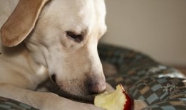 小狗吃贝贝瓜行吗,一场意外的美食冒险