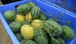 长视频吃瓜,揭秘长视频吃瓜背后的娱乐真相