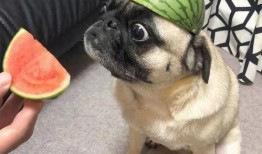 吃瓜的学霸,揭秘校园里的“瓜田”趣事