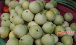 红桃吃瓜热门,揭秘网络热门话题背后的真相与笑料