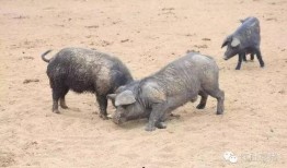 老猪吃瓜顶呱呱,趣味横生的乡村生活画卷