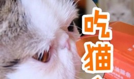 沉浸式猫吃瓜,一场猫主子吃瓜的欢乐盛宴