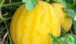 孔瓜怎么吃,解锁健康美味新体验