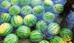 仙居县吃瓜,探寻地方特色美食之旅