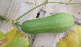 吃瓜纪念日完整,一场全民狂欢的起源与传承