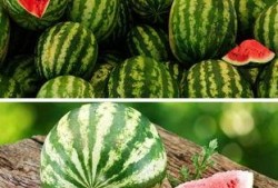 吃瓜会加重咳嗽吗,吃瓜加重咳嗽？揭秘瓜果与咳嗽的关系