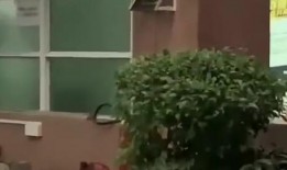 禹城吃瓜新闻,揭秘当地热门事件背后的真相与争议