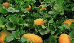 798吃哈密的瓜,哈密瓜美食之旅