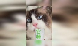 沉浸式猫吃瓜,一场猫主子吃瓜的欢乐盛宴