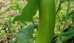 吃瓜大白番茄,揭秘夏日消暑美食背后的故事