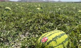 宁夏各个学校吃瓜