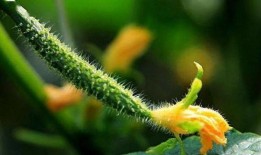 梦见吃清瓜,揭秘梦见吃清瓜的深层寓意