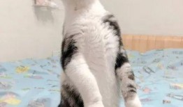 全网吃瓜的猫咪,揭秘网络红星的萌态瞬间