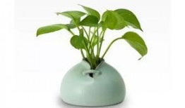 花瓶吃瓜知乎,揭秘网络红人的真实生活