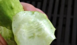 玉瓜还能怎么吃,创意烹饪新主张