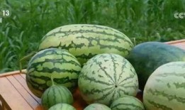 中国吃瓜新闻,揭秘中国吃瓜新闻背后的热点与真相