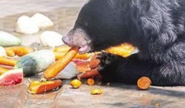 河马投篮动物吃瓜,动物世界里的吃瓜盛宴