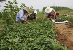 勉县吃瓜事件真相,揭开真相背后的曲折历程