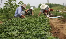 勉县吃瓜事件真相,揭开真相背后的曲折历程