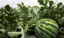 青岛路边吃瓜,夏日休闲新风尚