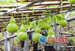 葫芦瓜里面吃吗,美味与营养并存，揭秘其内部食用奥秘