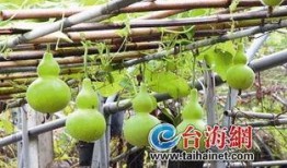 葫芦瓜里面吃吗,美味与营养并存，揭秘其内部食用奥秘