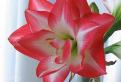 朱顶红吃瓜,揭秘植物界的“美食家”