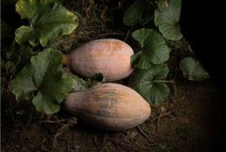 吃瓜放屁视频,网络热梗背后的趣味与思考