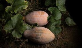 吃瓜放屁视频,网络热梗背后的趣味与思考