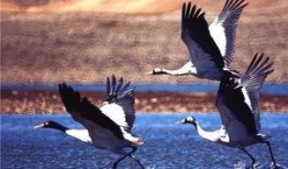 吃瓜的仙鹤,揭秘神秘仙界的悠闲生活