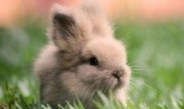 兔子吃瓜吗,揭秘兔子饮食习惯之谜