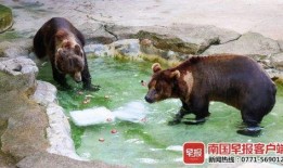 河马投篮动物吃瓜,动物世界里的吃瓜盛宴