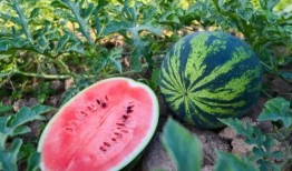 一起吃瓜吧吃瓜特效,带你领略趣味互动新体验