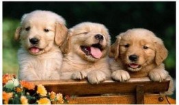 小狗吃贝贝瓜行吗,一场意外的美食冒险