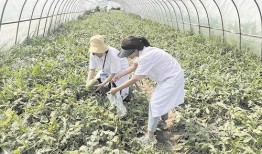 武汉群众吃瓜视频,全民围观，欢乐共享