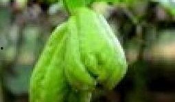 吃佛手瓜能吃鲫鱼吗,健康搭配的饮食新主张