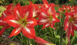 朱顶红吃瓜,揭秘植物界的“美食家”