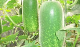 吃瓜被网管发现,揭秘网络监管背后的故事